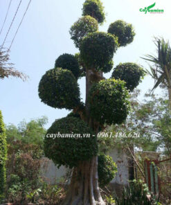 Cây Duối công trình dáng trực cao lớn