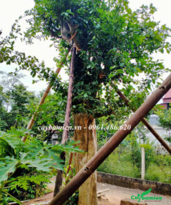 Trồng cây Duối lâu năm, chắm cọc chống chắc chắn