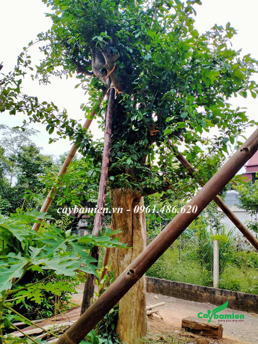 Trồng cây Duối lâu năm, chắm cọc chống chắc chắn