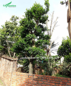 Cây Duối kích thước cao lớn trồng trong sân vườn
