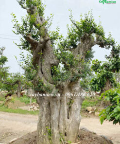 Duối cổ thụ, gốc lớn, dáng đẹp và nghệ thuật