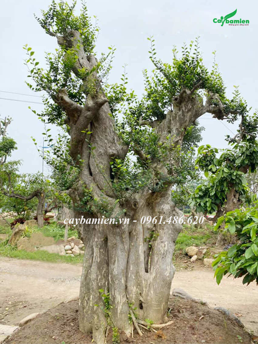 Duối cổ thụ, gốc lớn, dáng đẹp và nghệ thuật
