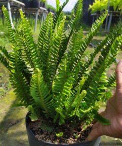 Cây Dương Xỉ trồng sẵn trong bầu