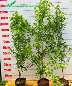 Cây giống Bồ Quân cao 1m2