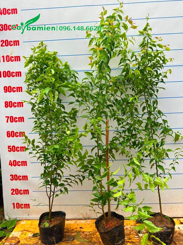 Cây giống Bồ Quân cao 1m2