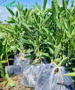 Đóng gói cây chuông vàng thân gỗ giống 10 cây/bịch