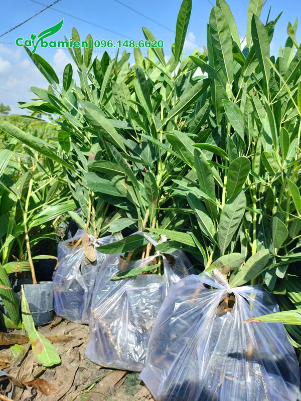 Đóng gói cây chuông vàng thân gỗ giống 10 cây/bịch