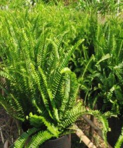 Vườn nhân giống cây Dương Xỉ chất lượng, xanh đẹp