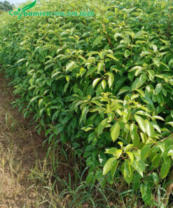 Luống cây giống Long Não cao 50cm