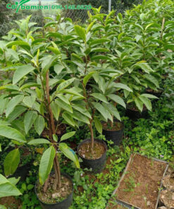 Cây giống còn nguyên bầu, chiều cao 50cm