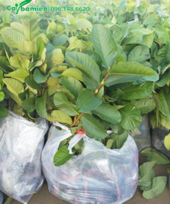 Cây giống ổi đang đóng trong túi