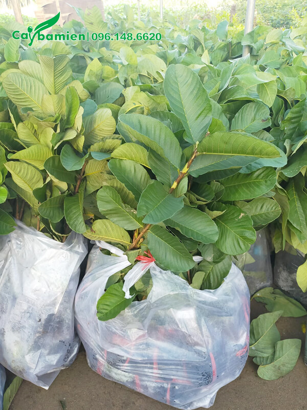 Cây giống ổi đang đóng trong túi