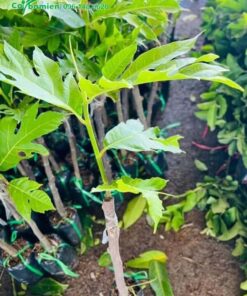 Ghép cành cây sake đã bắt đầu phát triển lộc mới