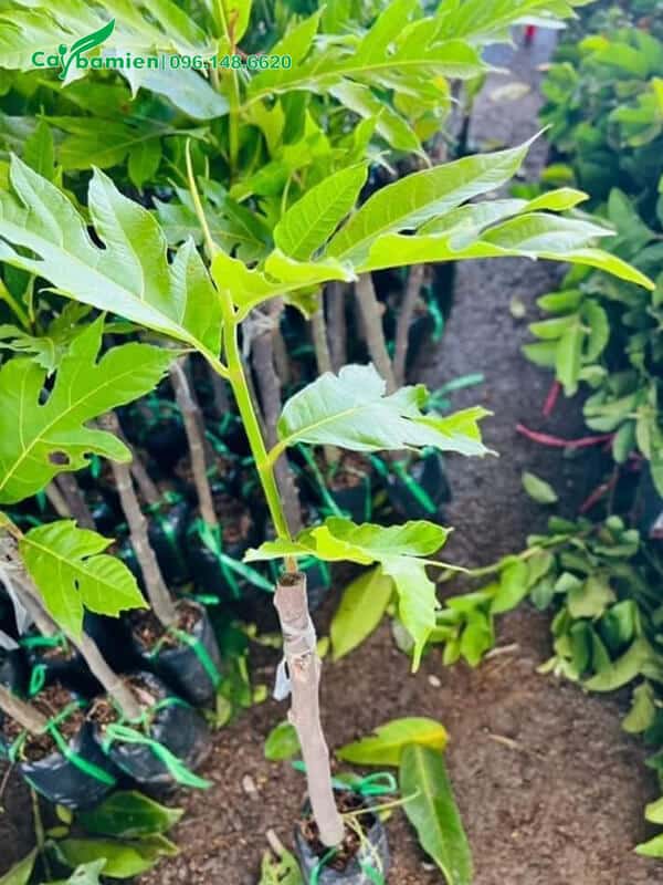 Ghép cành cây sake đã bắt đầu phát triển lộc mới