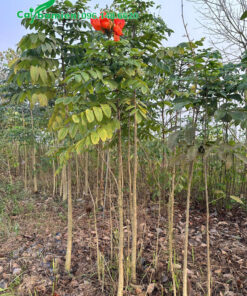 Chiều cao khoảng 1,5m cây sò đo cam đã bắt đầu ra hoa