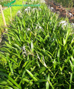 Xếp cây theo luống, chăm sóc cẩn thận cho cây ra hoa