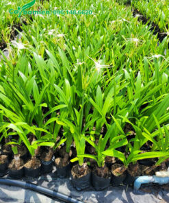 Cây bạch trinh biển đường kính bầu 15cm