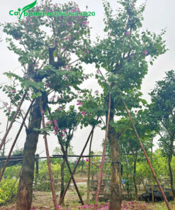 Cây ban hoàng hậu cổ thụ đường kính gốc 20 - 30cm