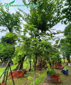 Chăm sóc số lượng lớn cây hoa ban hoàng hậu cao 6m