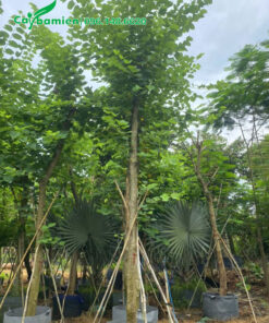 Ban Hoàng hậu thẳng đẹp, đã dưỡng ủ và chống cọc chắc chắn