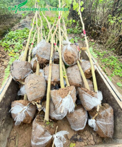 Xếp những cây Ban Tây Bắc mới bứng lên xe kéo