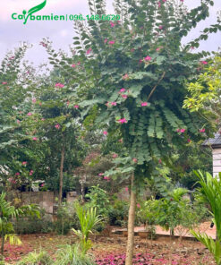 Cây ban hoàng hậu nở hoa tím đẹp