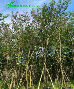 Cây dưỡng sẵn trong bầu, có cọc chống chắc chắn