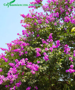 Cây Bằng Lăng tím nở hoa đẹp vào mùa hè