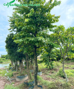 Dưỡng cây trong bầu nổi, vanh gốc khoảng 45 - 50