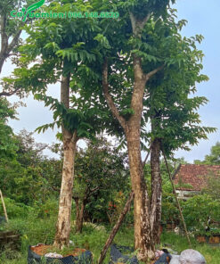 Bằng Lăng Tím cổ thụ dâm ủ nhiều năm