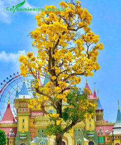 Cây hoa chuông vàng thân gỗ lâu năm