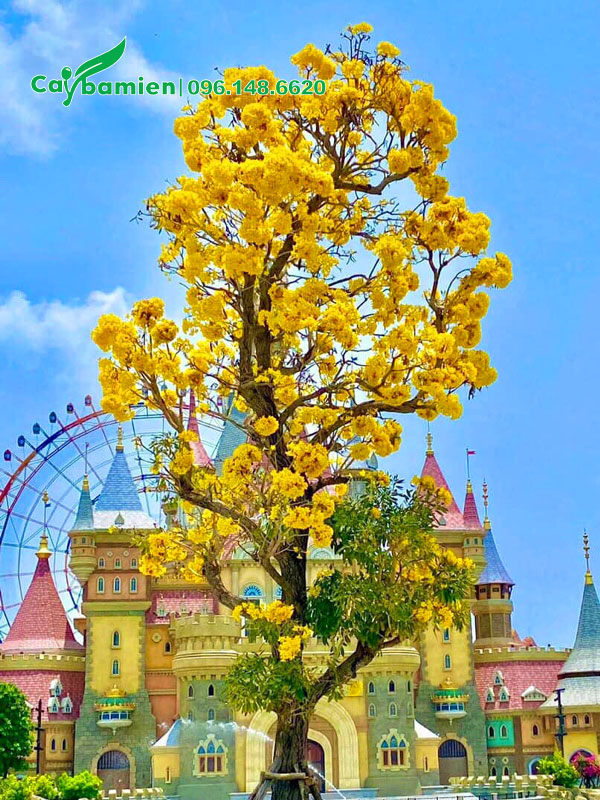 Cây hoa chuông vàng thân gỗ lâu năm