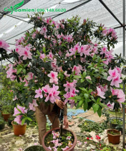 Cây đỗ quyên đẹp thoát thân 1m