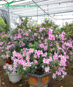 Hoa đỗ quyên hồng thuần chậu đẹp