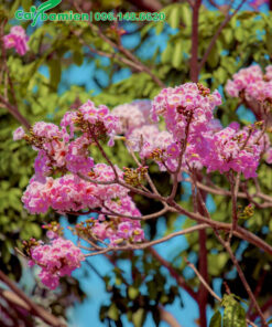 Những chùm hoa kèn hồng đang khoe sắc