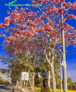 Cây hoa kèn hồng rực rỡ trồng trên vỉa hè đường phố