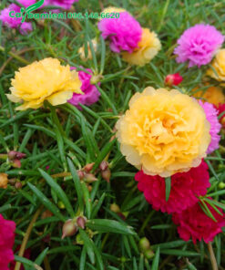 Bông hoa mười giờ to, màu sắc rực rỡ