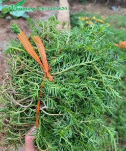 Những cành cây hoa mười giờ dài 20cm bó thành từng bó