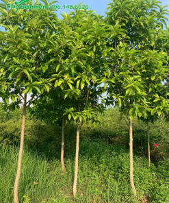 Ngọc Lan đã vỡ tán và cho hoa