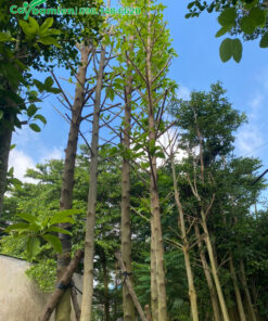 Ngọc Lan dâm ủ sẽ đốn sạch cành lá để trẻ hóa cây