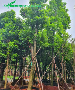 Cây hoa Ngọc Lan công trình đã dâm ủ kỹ, vanh 70 - 80