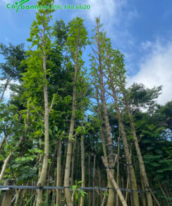 Cây hoa Ngọc lan công trình cao 7m