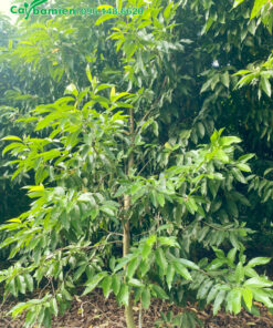 Cây chuẩn bị cắt tỉa để tạo cành cấp 2 và cấp 3