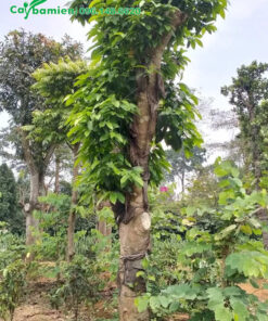 Cây hoa Ngọc Lan dâm ủ 1 năm đang chồi nhiều cành mới