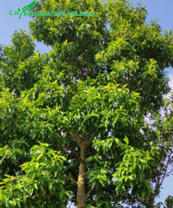 Hình ảnh cây hoa ngọc lan lâu năm tán rộng vài mét