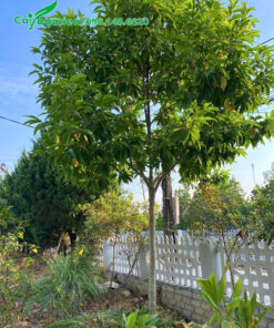 Trồng cây hoa ngọc lan trắng trước cổng nhà