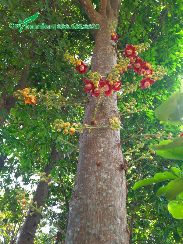 Cây Sala công trình thân thẳng đẹp, đang nở hoa