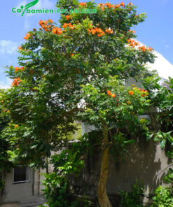 Cây Sò Đo Cam trồng sân vườn nở hoa đẹp