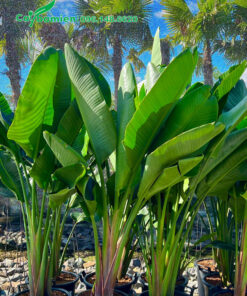 Hoa Chuối Thiên Điểu cao 1m5, tán lá đẹp, xanh tốt