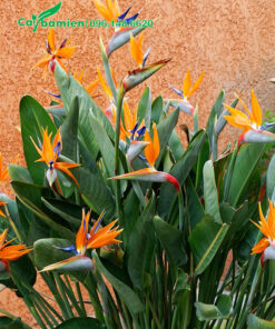 Hình ảnh cây Chuối Thiên Điểu nở hoa rực rỡ